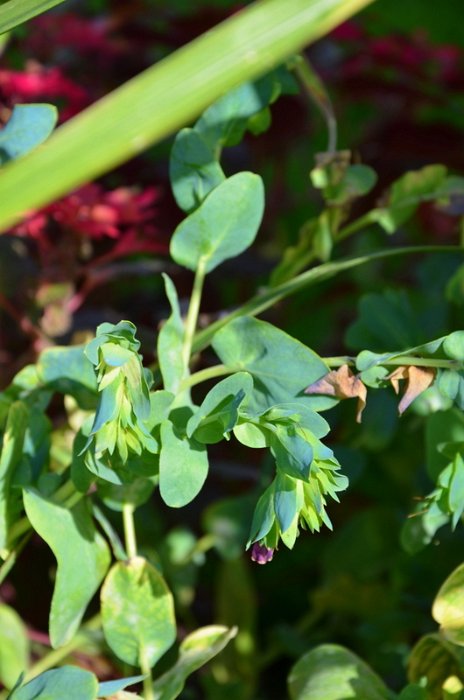 Cerinthe major 'Pride of Gibraltar'